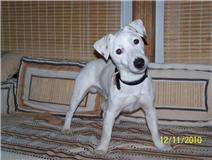 Jack Russel non LOF 1 an (Assoc Envie de Vivre 88) E-2358f93