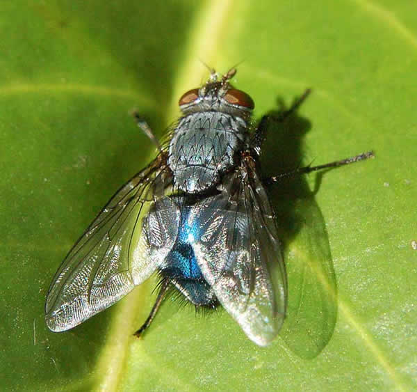 Des mouches, des asticots sa va plus :x Mouche_bleue_09-12e4cf2