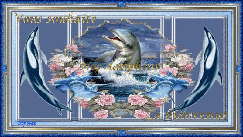 Chez les dauphins Forum Index