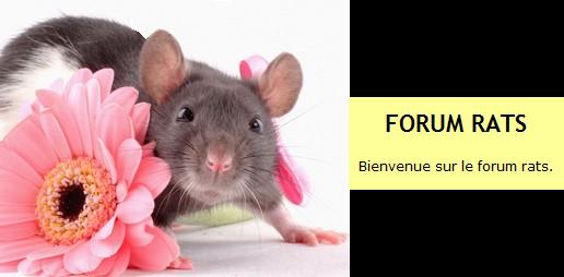 Forum Rats