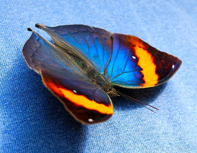 image-papillon-fanfan