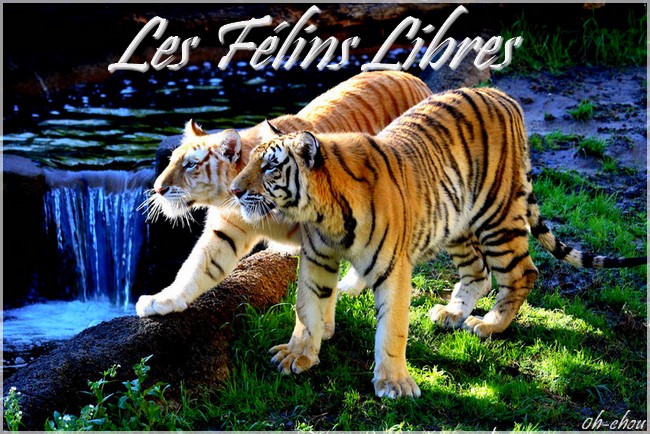 Les F�lins Libres
