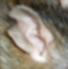 TRM Shadow xXx NIN Sybeliah, les patisseries sont là !!! Oreille-1173d0d