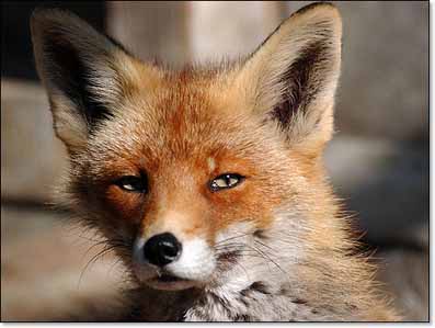 image-renard-fanfan