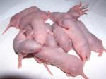 A venir, Zig-zag X Kiwi, bleu russe/noir, standard rex/lisse Dscf6978-5eed70
