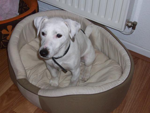 Jack Russel non LOF 1 an (Assoc Envie de Vivre 88) 015-2351970