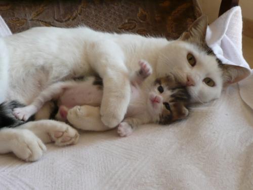 chatons-amour-aut...892277-48-d3659a.jpg