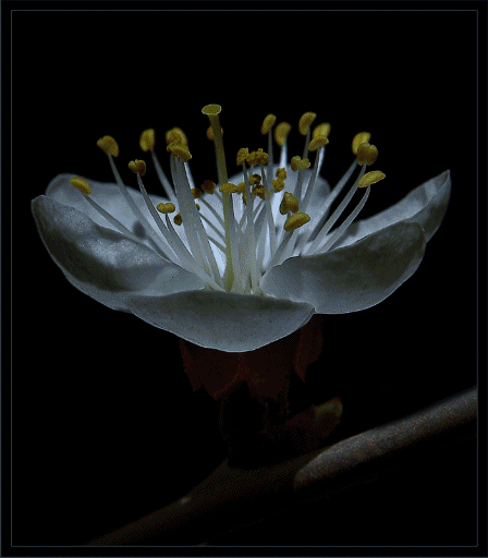 diaporama-fleur-flora